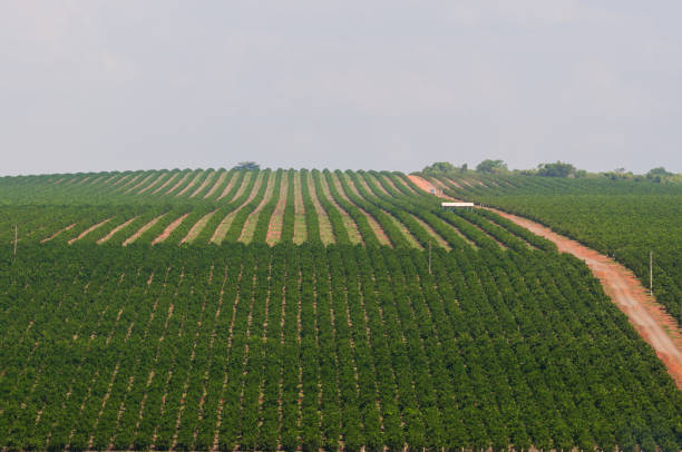 orange plantation - harvest