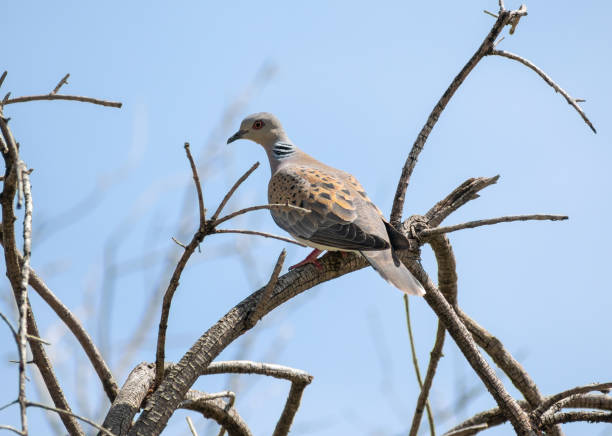 The European turtle dove (Streptopelia turtur)