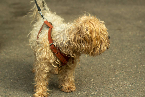 istock A small breed dog on a leash. An animal on a walk. 1350289924
