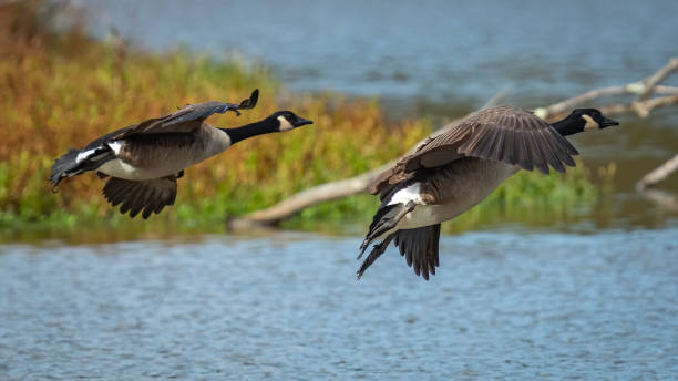 istock Canadian Geese in flight 1350290757