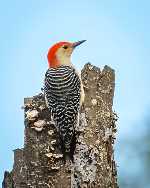 istock Red Bellied Woodpecker 1350290758