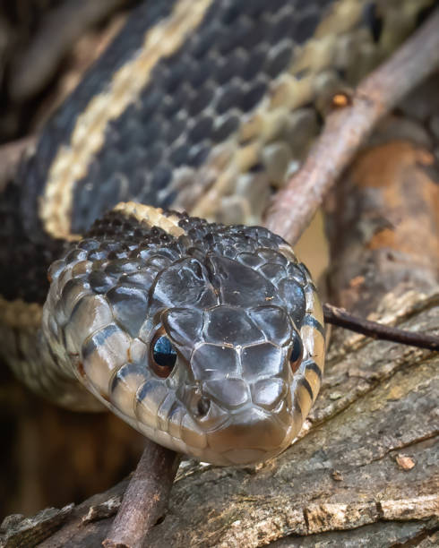 istock garter snake  watersnake curled up 1350290789