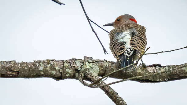 istock Northern Flicker woodpecker on a tree building its nest 1350290911