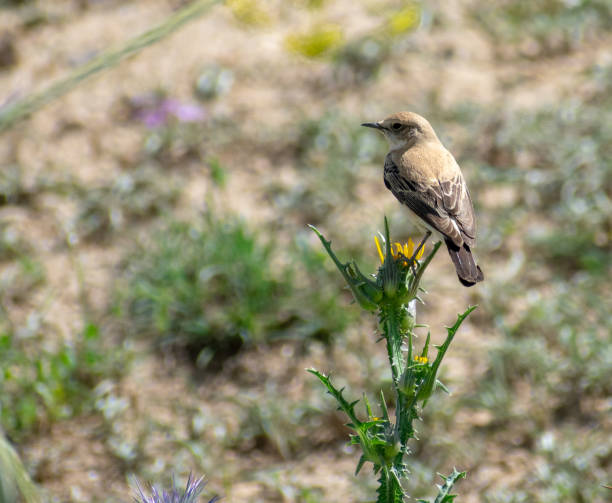 Female Black eared wheatear perching on thisle Female Black eared wheatear perching on thisle oenanthe hispanica stock pictures, royalty-free photos & images
