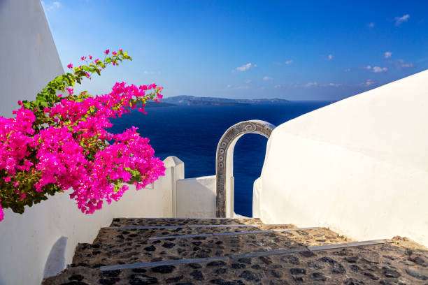 belle arche à l’hôtel de luxe avec fleur de bougainvilliers à oia, santorin, grèce. image emblématique des vacances en grèce - mer egee photos et images de collection