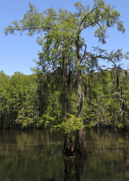 istock Bald Cypress tree at Black Bayou Lake, Monroe, Louisiana 1350292064