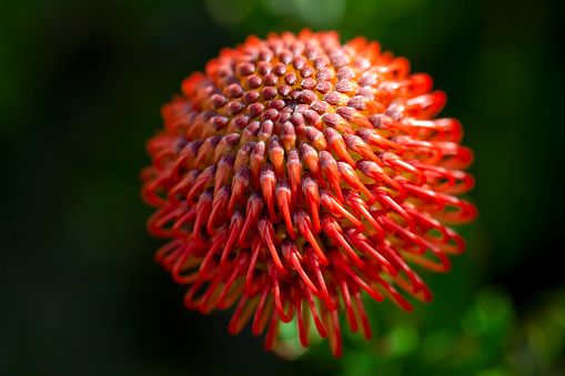 Red Pincushion flower, dark background with copy space, full frame horizontal composition