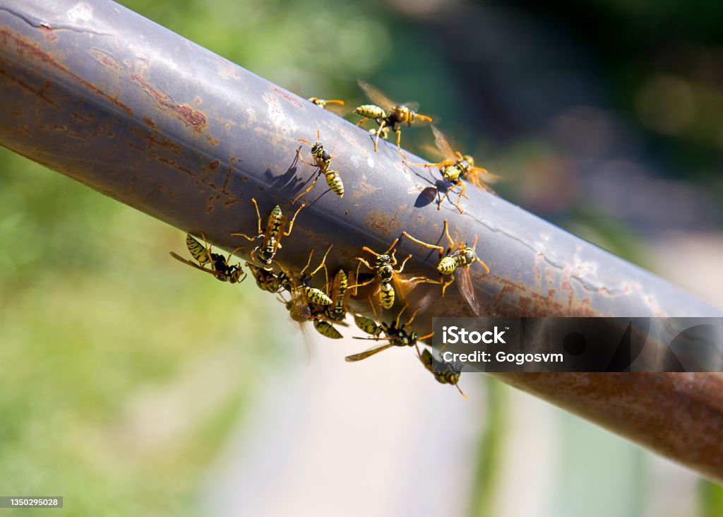 Close-up of bees moving up on iron bees on iron in malatya turkey Hornet Stock Photo