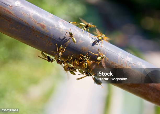 Closeup Of Bees Moving Up On Iron Stock Photo - Download Image Now - Hornet, Nature, Stinging