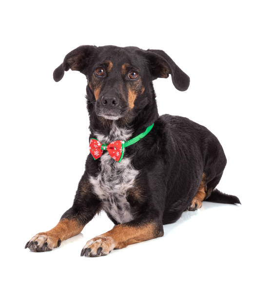 istock Dog with a Christmas collar 1350295048