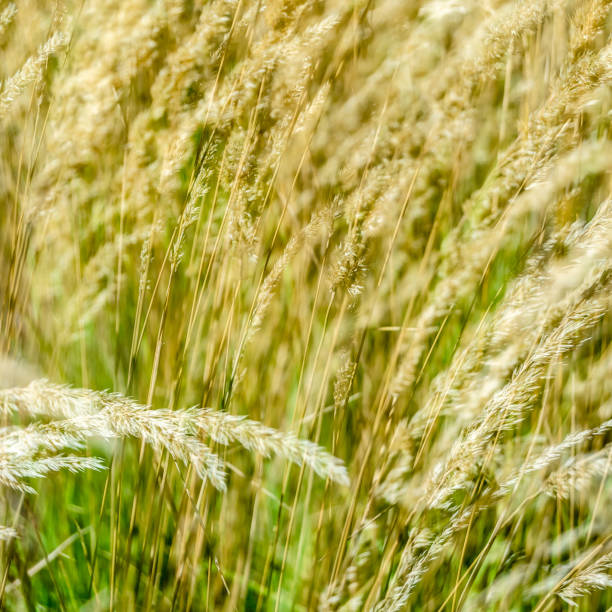 decorativo fundo de grama - reedgrass - fotografias e filmes do acervo