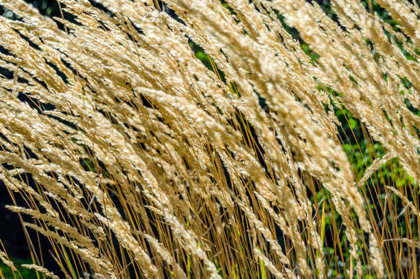 decorativo fundo de grama - reedgrass - fotografias e filmes do acervo