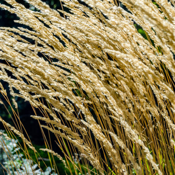 decorativo fundo de grama - reedgrass - fotografias e filmes do acervo