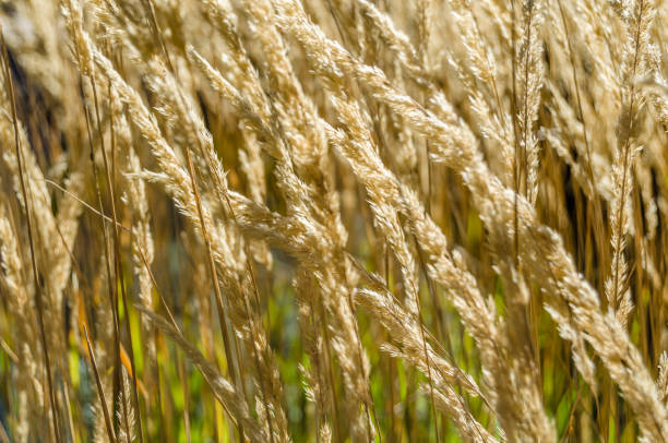 decorativo fundo de grama - reedgrass - fotografias e filmes do acervo