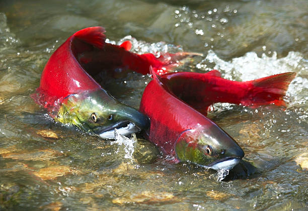 rosso salmone coppia - deporre le uova foto e immagini stock