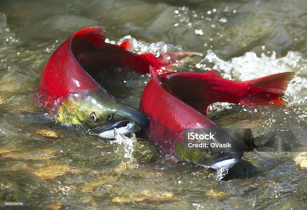 Casal de salmão vermelho - Foto de stock de Salmão Vermelho royalty-free