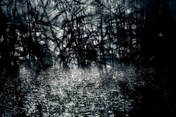 reed plants by the lake abstract from sweden nature - multi- exposure