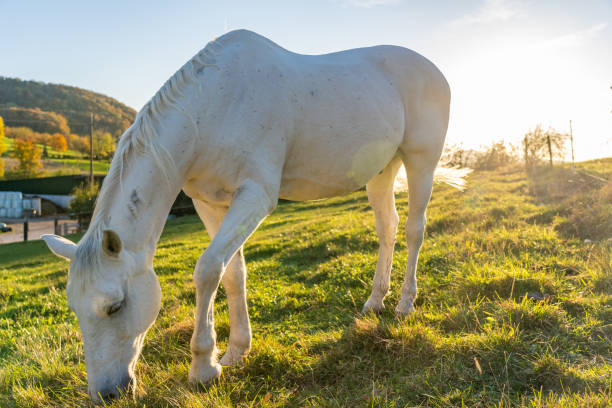 White horse grazing on green meadow at sunset in autumn. stock photo
