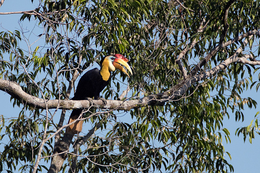 Beautiful adult male Wrinkled hornbill or Sunda wrinkled hornbill, uprisen angle view, front shot, in the morning sitting on the branch in tropical moist rainforest, wildlife sanctuary in southern Thailand.