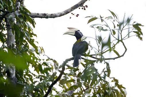 Adult male Black hornbill, uprisen angle view, rear shot, in the morning sitting on the branch of the fruit tree in tropical moist rainforest, wildlife sanctuary in southern Thailand.