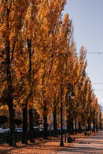istock Taras Shevchenko boulevard golden in autumn 1350309580