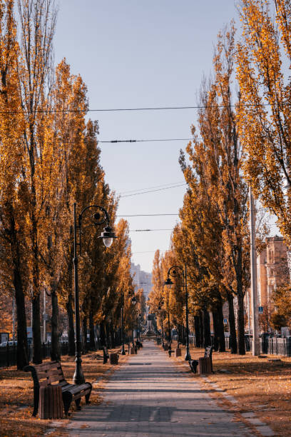 istock Taras Shevchenko boulevard golden in autumn 1350309589