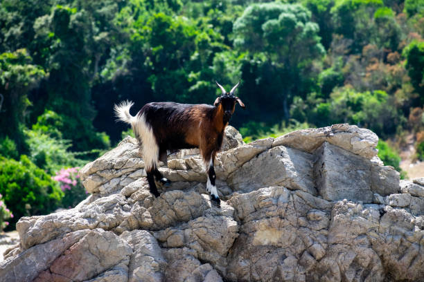 istock Adult goat standing on rocks 1350311656