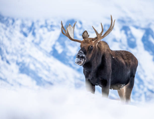 Bull Moose at Grand Teton National Park in the Snow I photographed this gorgeous bull Elk with visiting the Grand Teton National Park.  Grand Teton is located behind the moose and low clouds. teton range photos stock pictures, royalty-free photos & images