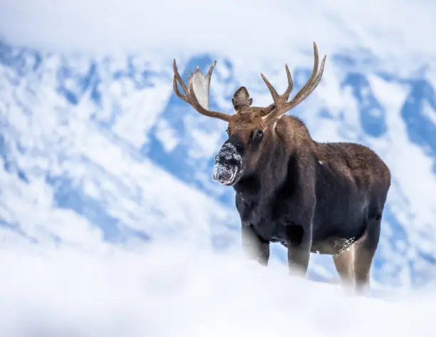 Photo of Bull Moose at Grand Teton National Park in the Snow