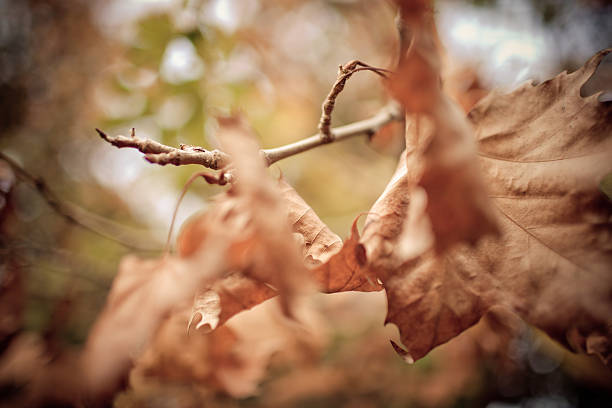 Autumn Leaves stock photo