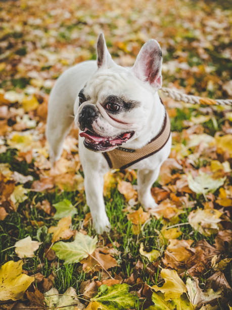 istock Walking dog in the Autumn 1350313061