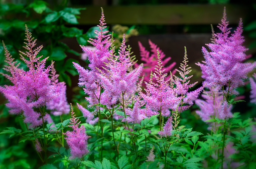 Pink inflorescences of astilbe blooming in the garden. Several shades of pink on the lush panicles of astilbe.