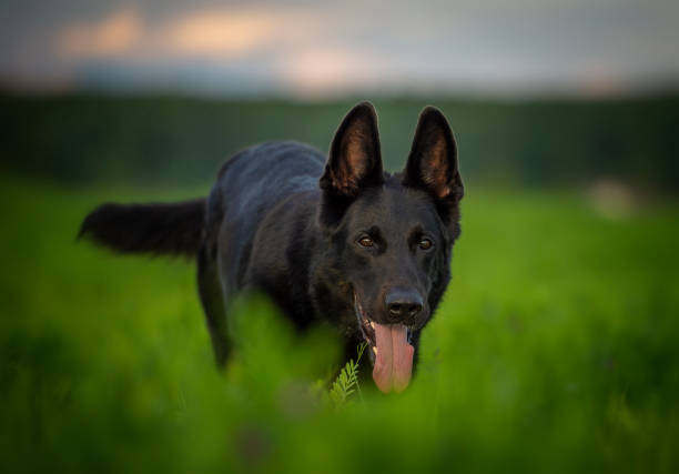 Black german shepherd dog running across the field stock photo