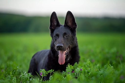 A black German shepherd dog on a green meadow is looking closely at the camera, sticking out its tongue.