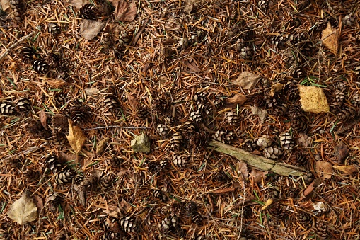 Tiny Autumn Pinecone Background.