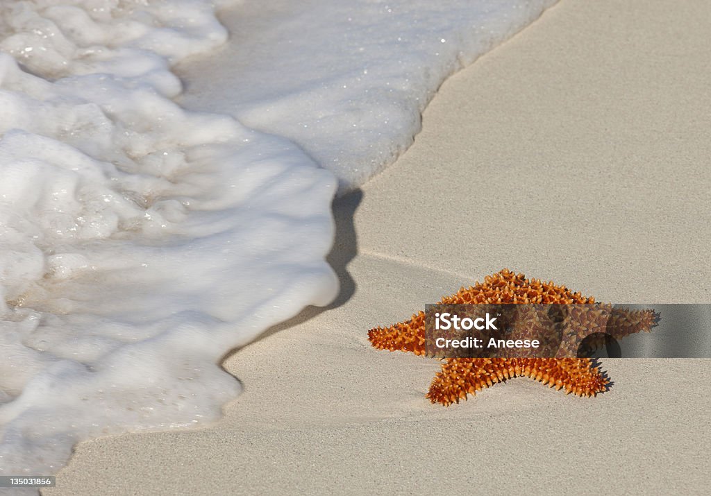 Estrela-do-mar em praia - Royalty-free Ao Ar Livre Foto de stock