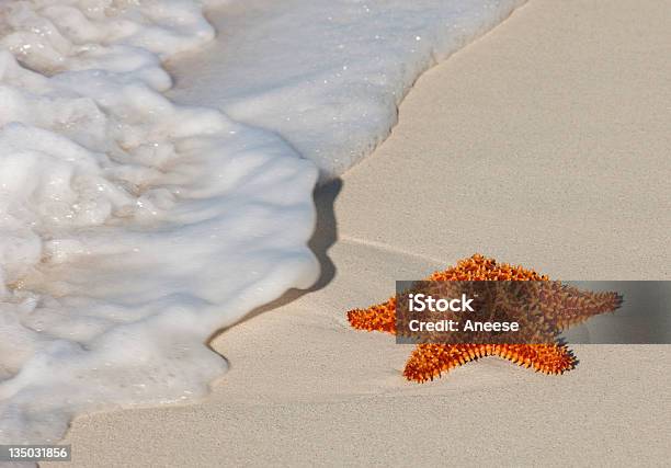Estreladomar Em Praia - Fotografias de stock e mais imagens de Ao Ar Livre - Ao Ar Livre, Aproximar, Areia