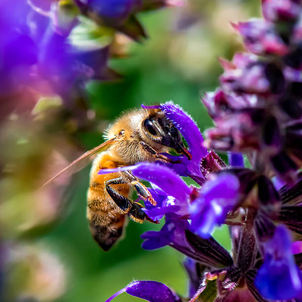 istock Honey Bee pollinating flowers 1350320380