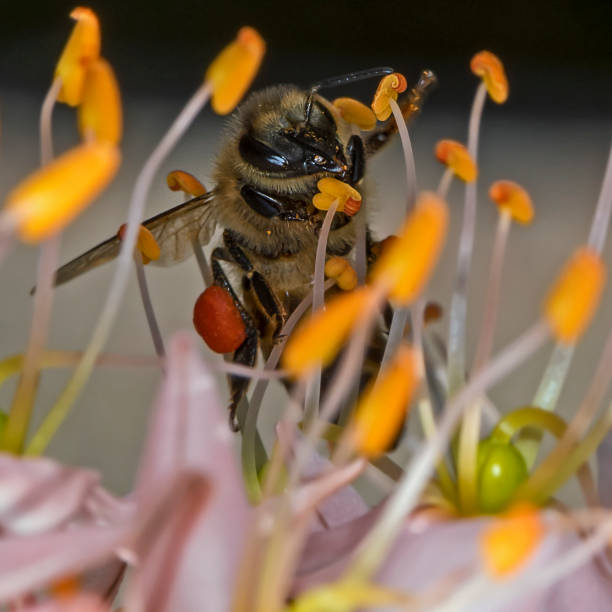 istock Honey Bee pollinating flowers 1350320390