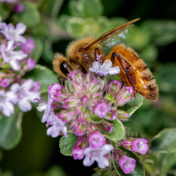 istock Honey Bee pollinating flowers 1350320392