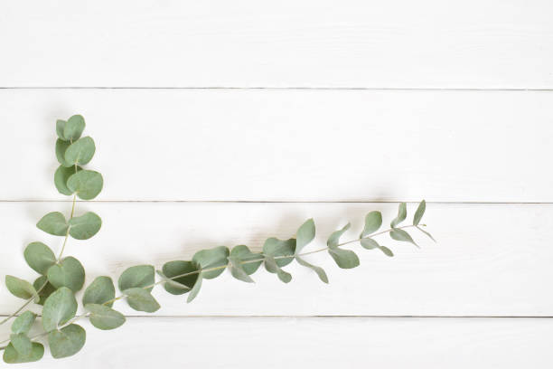 istock Minimalism. Background for Eco-cosmetics. Flat layout, top view, place to copy. 1350320472