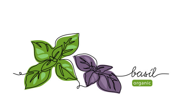 ilustraciones, imágenes clip art, dibujos animados e iconos de stock de basil deja un simple dibujo de boceto vectorial. una ilustración de arte de línea continua para diseño de etiqueta de fondo o pesto con letras de albahaca - basilica