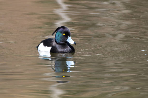 istock The tufted duck (Aythya fuligula) 1350321280