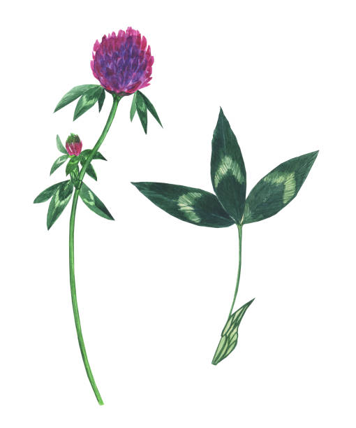 ilustrações, clipart, desenhos animados e ícones de flor de trevo vermelho e folha isolada em fundo branco. trifolium pretense. ilustração desenhada à mão com aquarela. - pretense