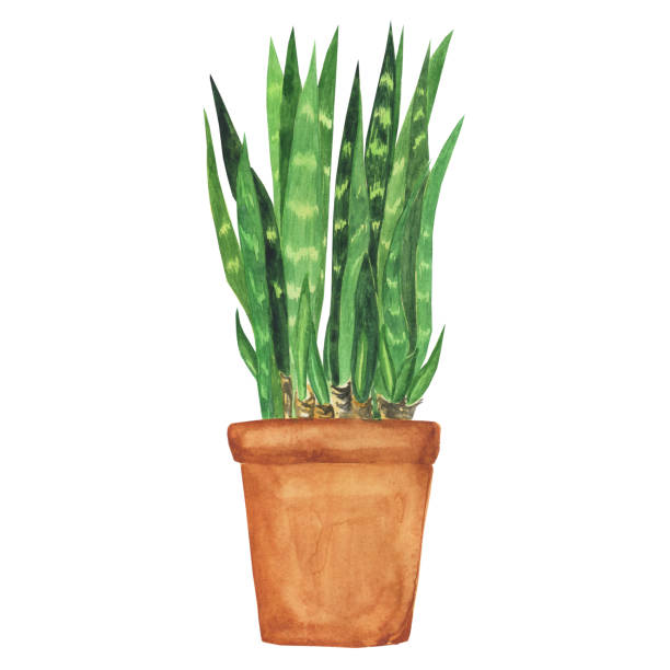 Sansevieria trifasciata in pot isolated on white background. Watercolor hand drawing illustration. Snake plant or mother's in law tongue. Sansevieria trifasciata in pot isolated on white background. Watercolor hand drawing illustration. Snake plant or mother's in law tongue. sanseveria trifasciata stock illustrations