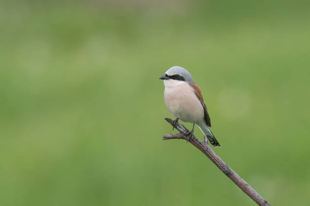 istock The red-backed shrike (Lanius collurio) 1350322022