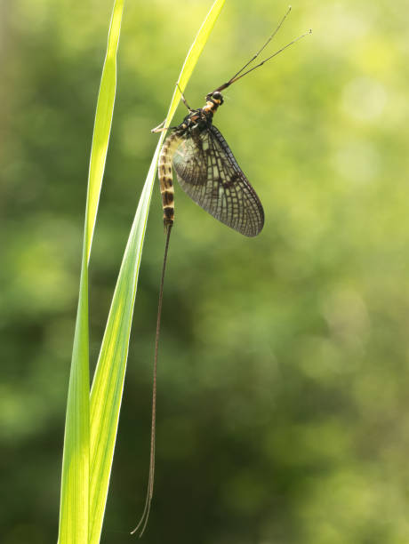 istock Ephemera danica, the green drake or green drake mayfly 1350322058