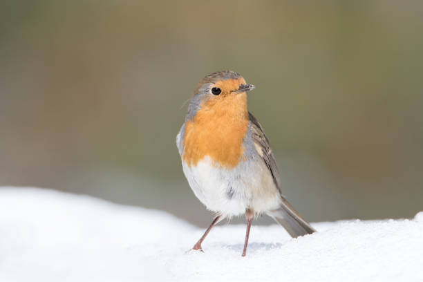 istock The European robin (Erithacus rubecula) 1350322631