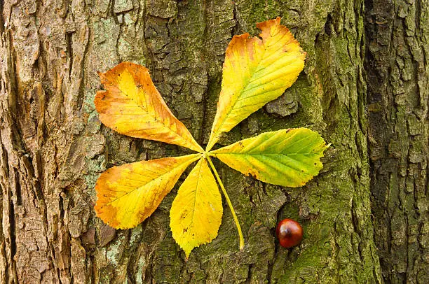 Photo of Horse chestnut tree bark,leaf and fruit