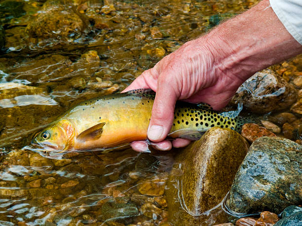 istock Native Colorado cutthroat trout 135032342